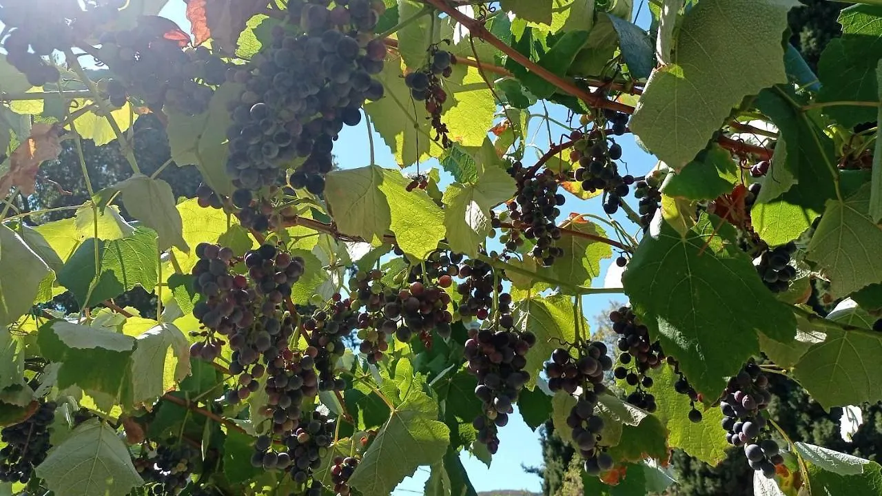 Appartamento Alloggio La Perla, Quiete Ed Eleganza Con Vista Barbarano Vicentino